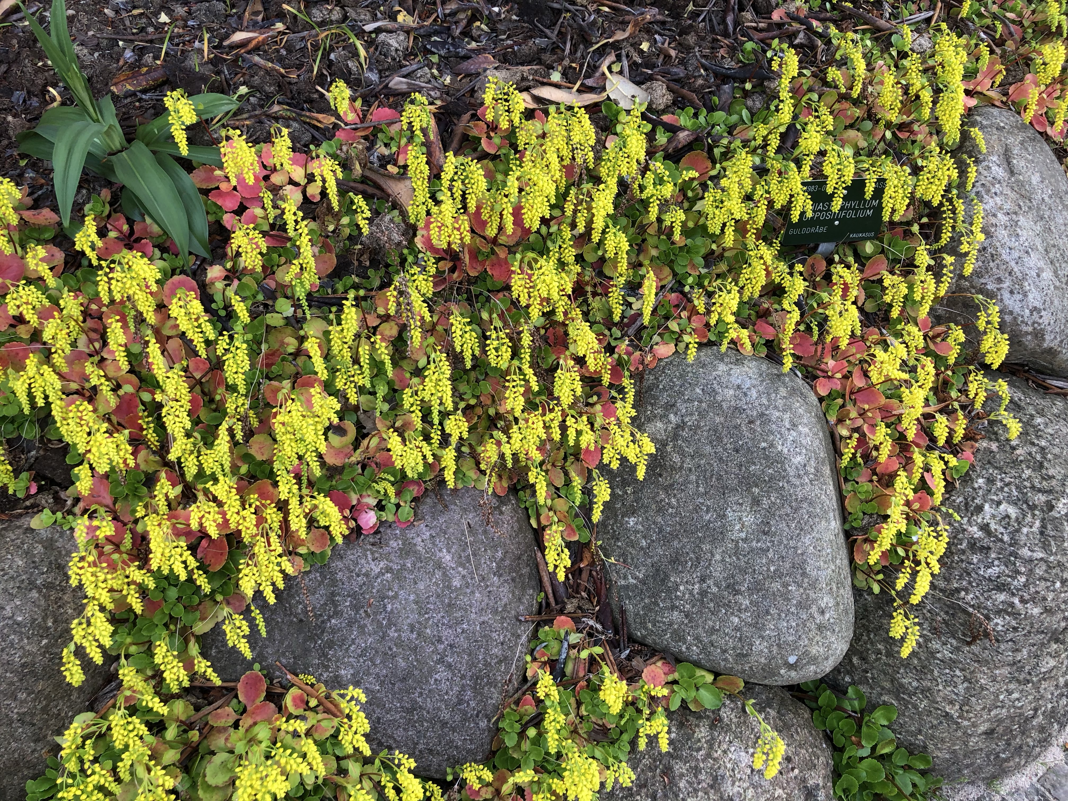 Grass growing between stones.