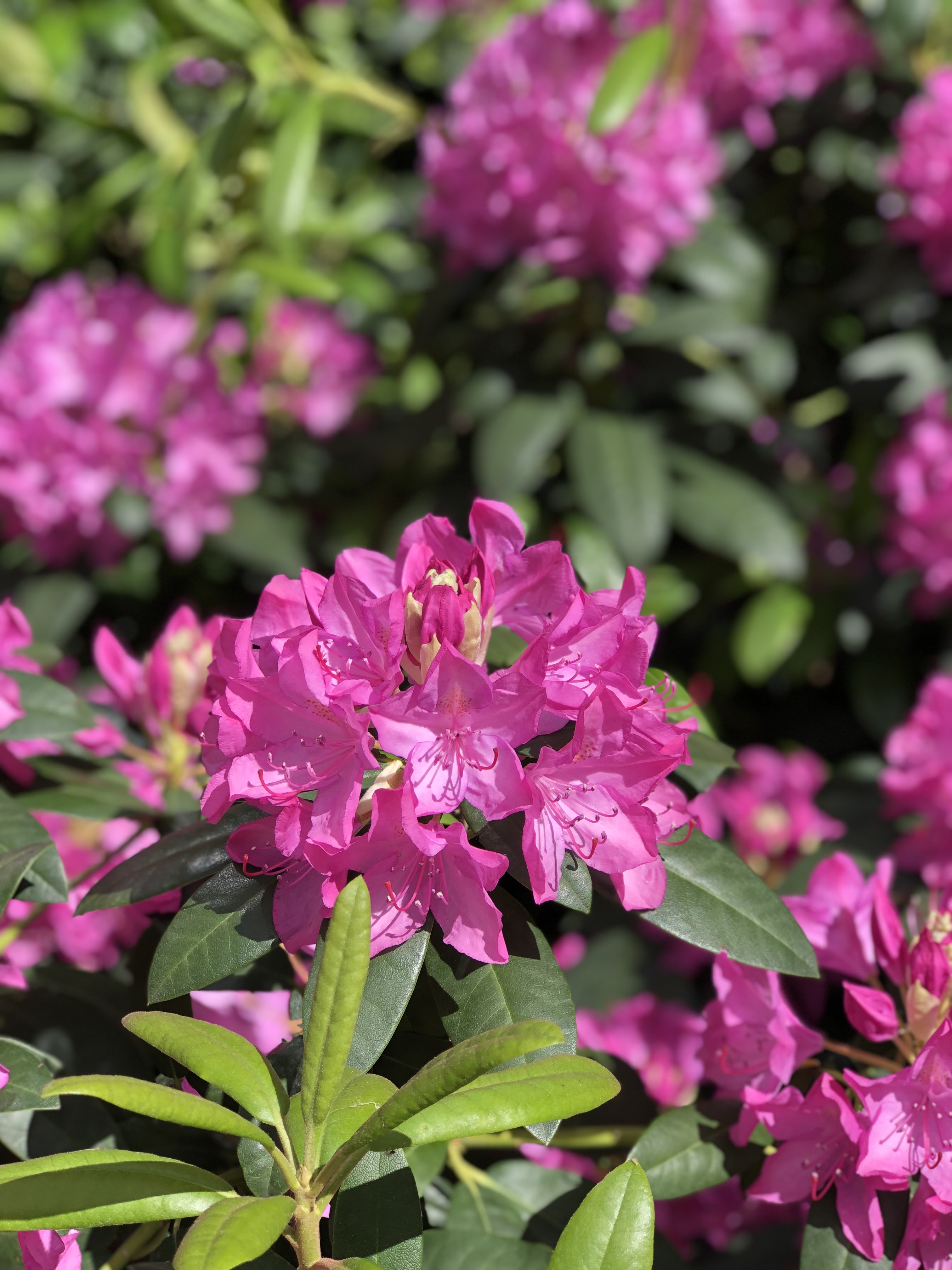 Pink flowers.